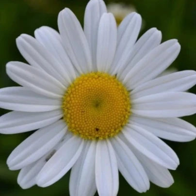 Kopretina úzkolistá - Leucanthemum graminifolium - semena - 50 ks