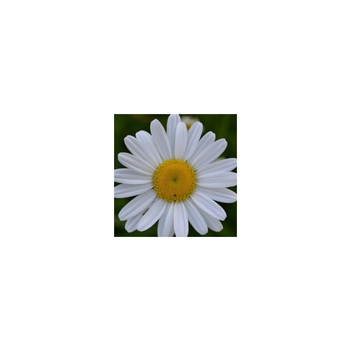 Kopretina úzkolistá - Leucanthemum graminifolium - semena - 50 ks