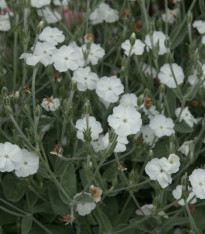Kohoutek věncový White - Lychnis coronaria - semena - 50 ks