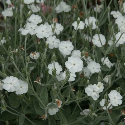 Kohoutek věncový White - Lychnis coronaria - semena - 50 ks