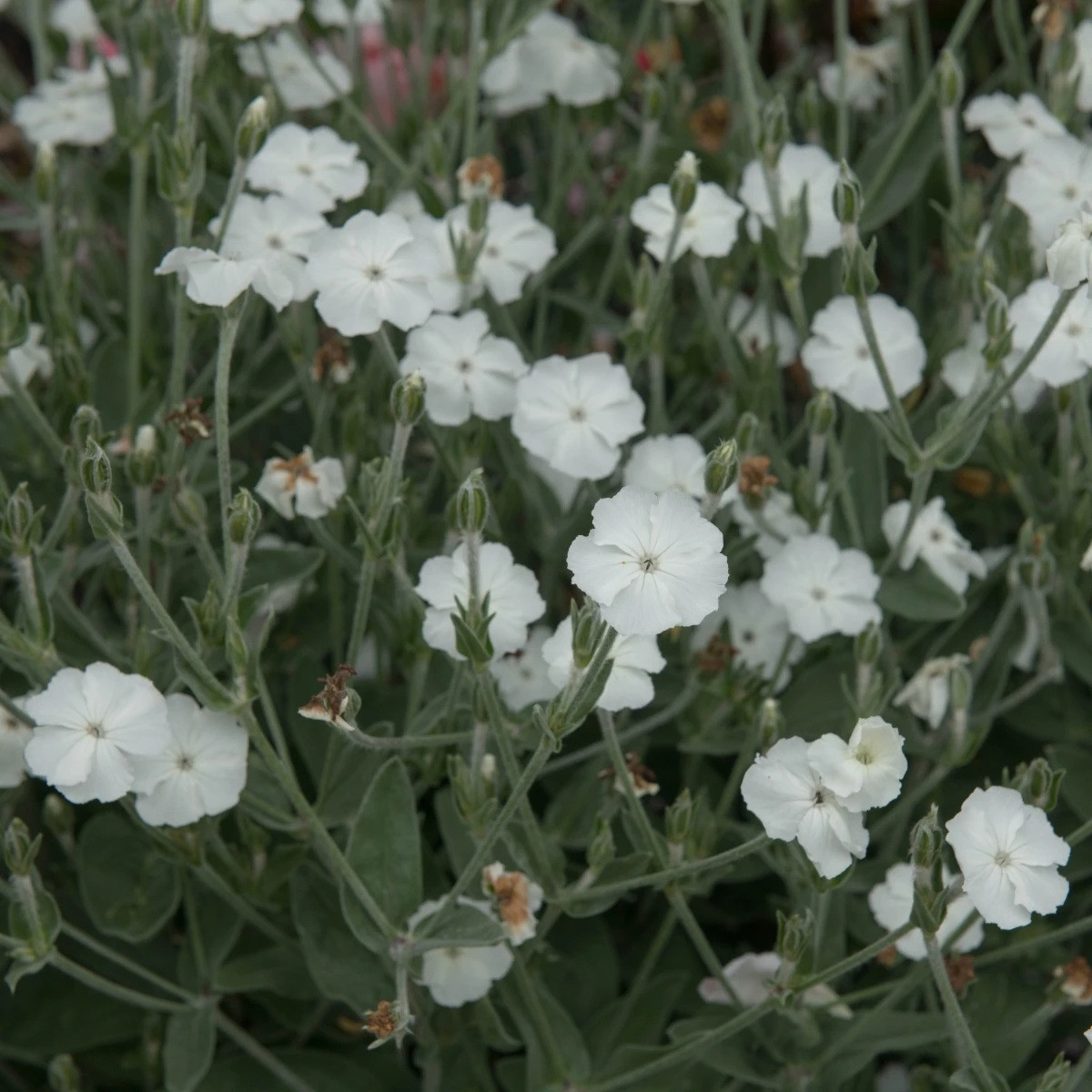 Kohoutek věncový White - Lychnis coronaria - semena - 50 ks
