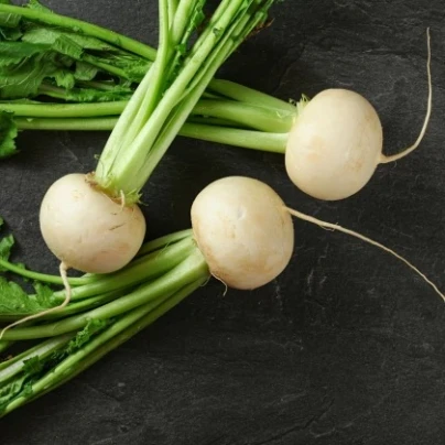 Ředkev Acord F1 - Raphanus sativus - semena - 150 ks