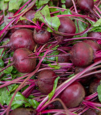BIO Červená řepa Boro F1 - Beta vulgaris - bio semena - 50 ks