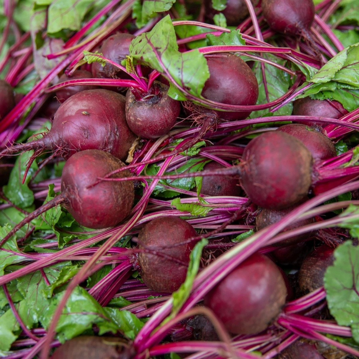 BIO Červená řepa Boro F1 - Beta vulgaris - bio semena - 50 ks