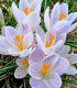 Krokus Candle Light – Crocus – cibulky krokusu