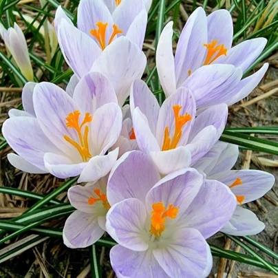 Krokus Candle Light – Crocus – cibulky krokusu