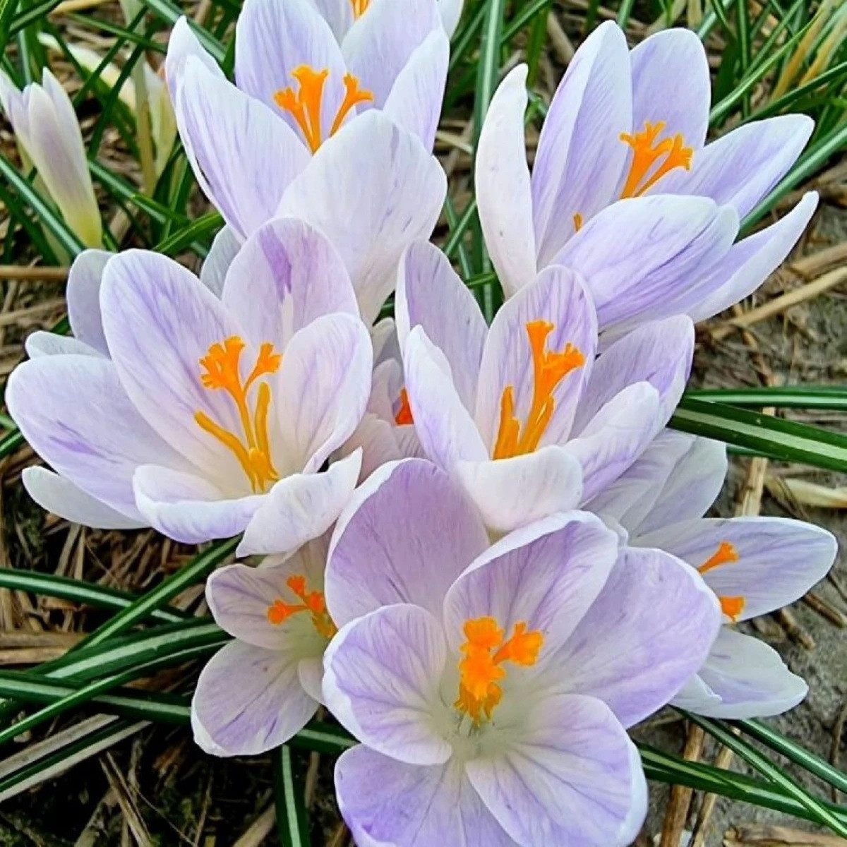 Krokus Candle Light – Crocus – cibulky krokusu