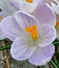 Krokus Candle Light - Crocus - cibuloviny - 3 ks