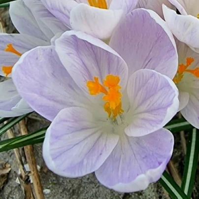 Krokus Candle Light - Crocus - cibuloviny - 3 ks