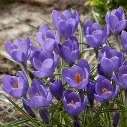 Krokus Aqua - Crocus - cibuloviny - 3 ks