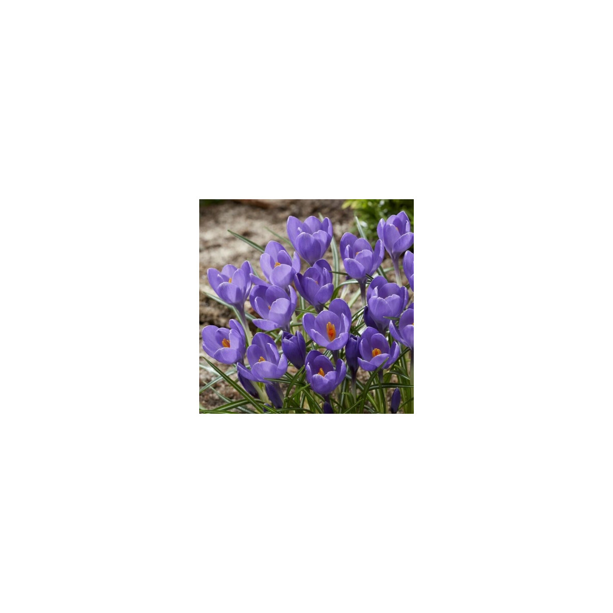 Krokus Aqua - Crocus - cibuloviny - 3 ks