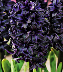 Hyacint Midnight Sky - Hyacinthus - cibuloviny - 1 ks