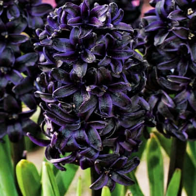Hyacint Midnight Sky - Hyacinthus - cibuloviny - 1 ks