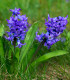 Hyacint Blue Pearl - Hyacinthus - cibuloviny - 1 ks