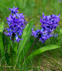 Hyacint Blue Pearl - Hyacinthus - cibuloviny - 1 ks