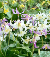 Kandík směs - Erythronium - cibuloviny - 3 ks