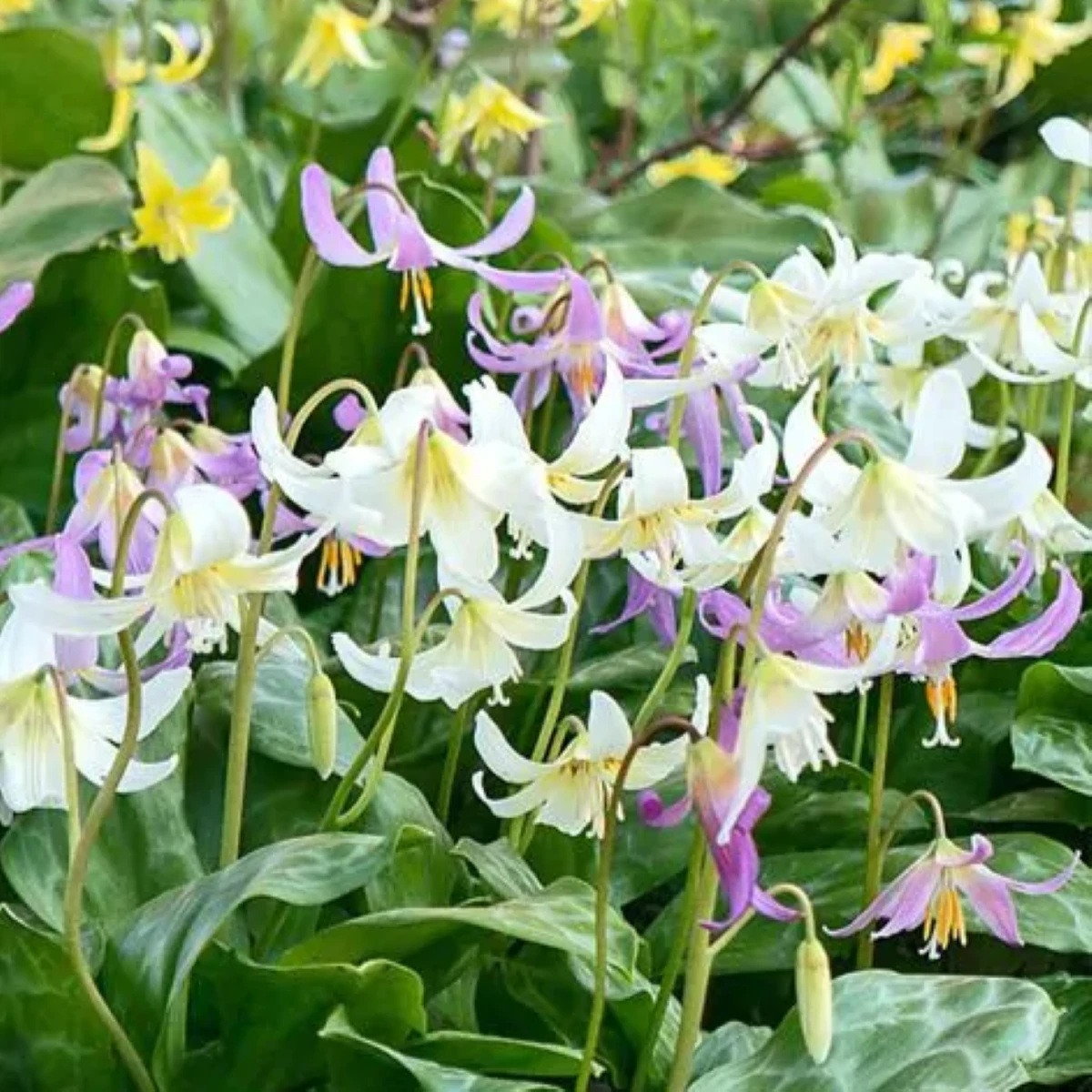 Kandík směs - Erythronium - cibuloviny - 3 ks