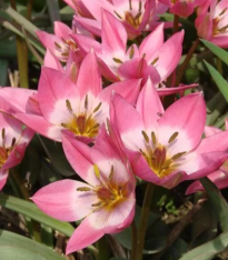 Tulipán Aucheriana - Tulipa - cibuloviny - 3 ks