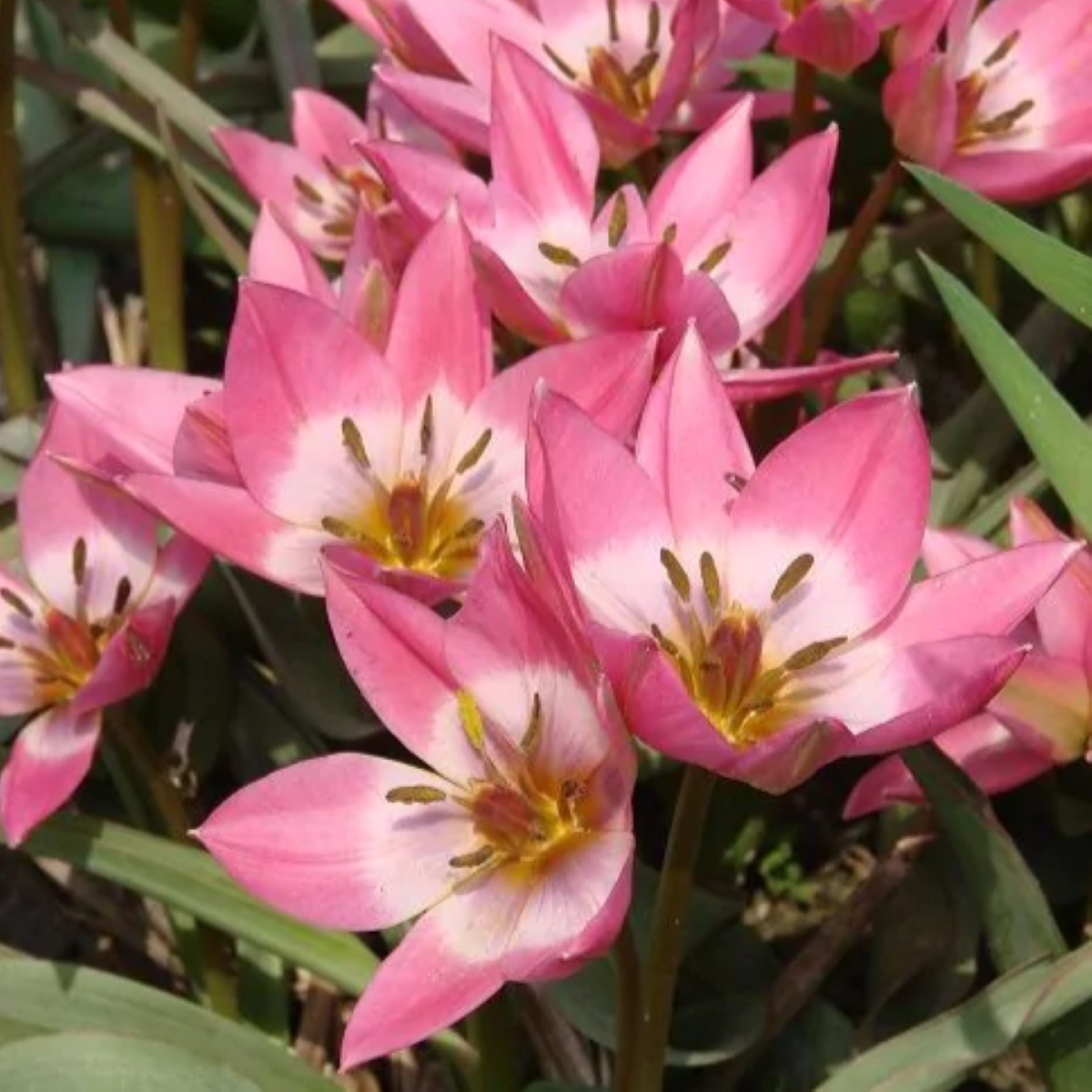 Tulipán Aucheriana - Tulipa - cibuloviny - 3 ks