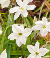 Jarní hvězdička Alberto Castilo - Ipheion uniflorum - cibuloviny - 5 ks