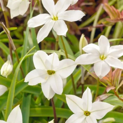 Jarní hvězdička Alberto Castilo - Ipheion uniflorum - cibuloviny - 5 ks