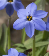 Jarní hvězdička Jessie - Ipheion uniflorum - cibuloviny - 5 ks