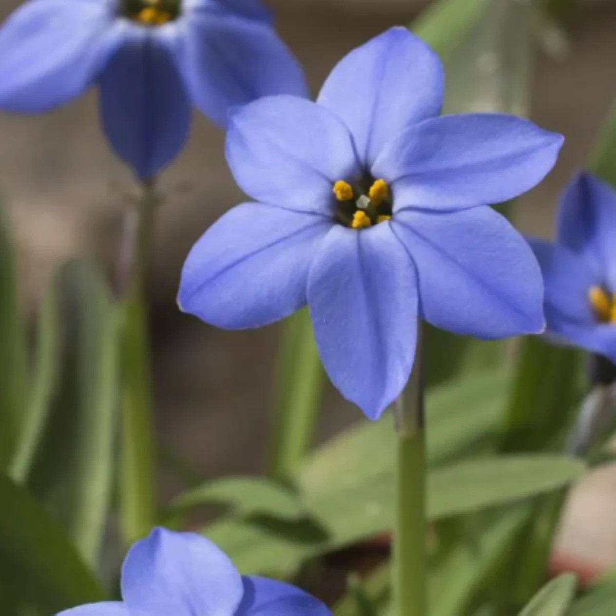 Jarní hvězdička Jessie - Ipheion uniflorum - cibuloviny - 5 ks
