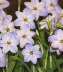Jarní hvězdička Rolf Fiedler - Ipheion uniflorum - cibuloviny - 5 ks