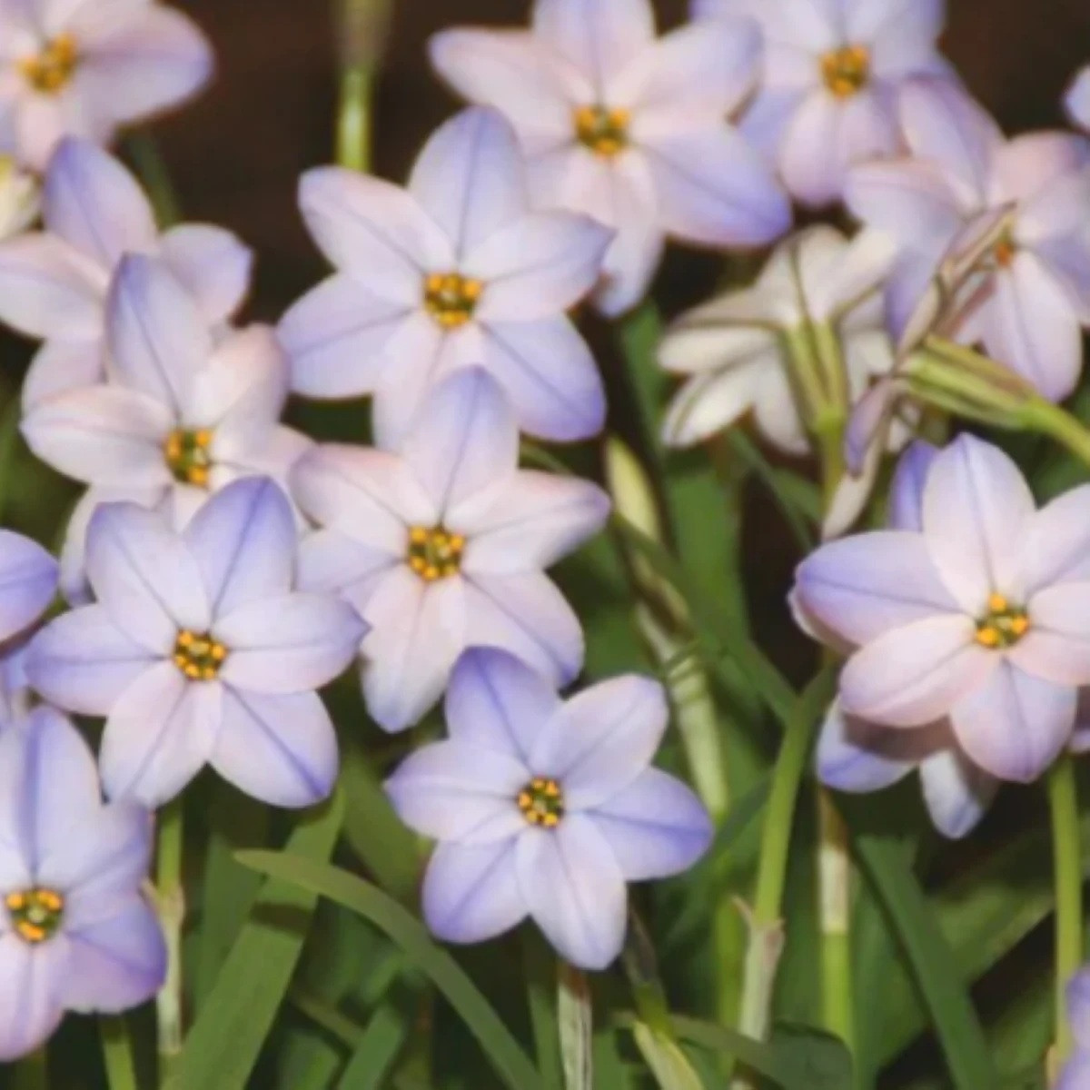Jarní hvězdička Rolf Fiedler - Ipheion uniflorum - cibuloviny - 5 ks