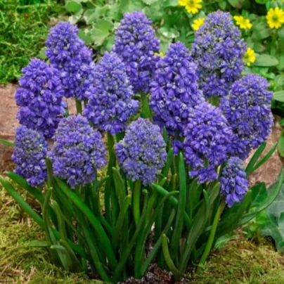 Modřenec arménský Fantasy Creation - Muscari armeniacum - cibuloviny - 5 ks