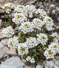 Řeřuška alpská bílá - Pritzelago alpina - semena - 20 ks