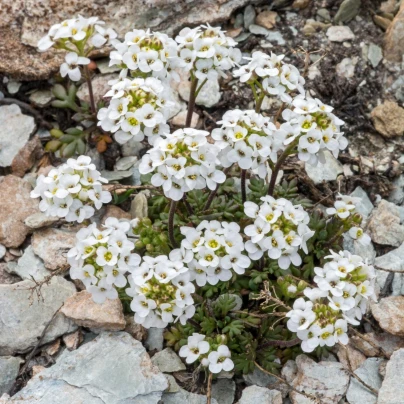 Řeřuška alpská bílá - Pritzelago alpina - semena - 20 ks