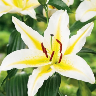 Lilie Bafferari - Lilium - cibuloviny - 1 ks