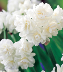 Narcis Erli Cheer - Narcissus - cibuloviny - 3 ks