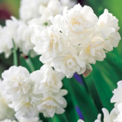 Narcis Erli Cheer - Narcissus - cibuloviny - 3 ks