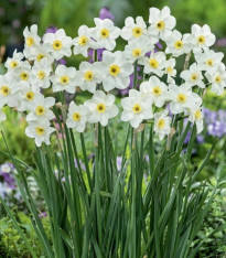 Narcis Lieke - Narcissus - cibuloviny - 3 ks