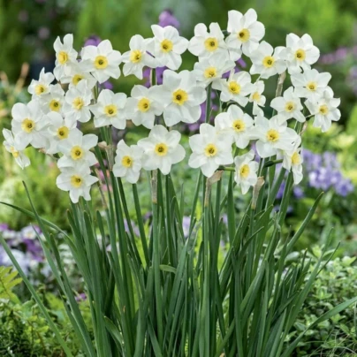 Narcis Lieke - Narcissus - cibuloviny - 3 ks