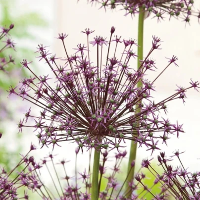 Česnek Toabago - Allium - cibuloviny - 3 ks