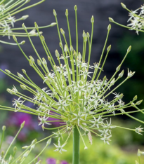 Česnek Arctic Snow - Allium - cibuloviny - 2 ks