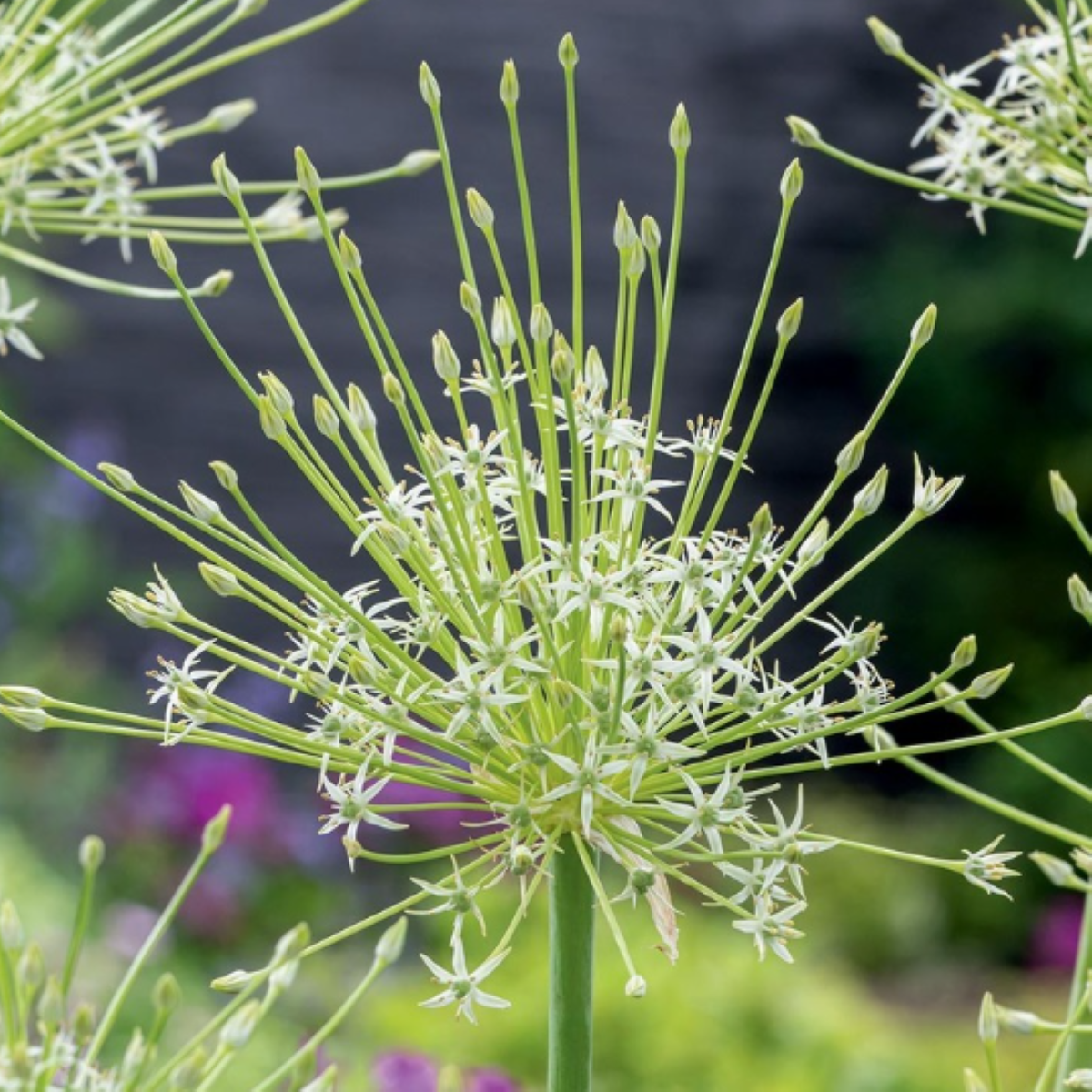 Česnek Arctic Snow - Allium - cibuloviny - 2 ks