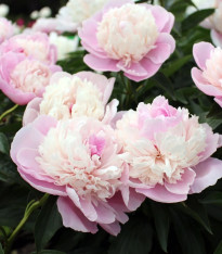 Pivoňka Angel Cheeks - Paeonia - cibuloviny - 1 ks