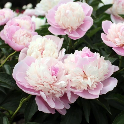 Pivoňka Angel Cheeks - Paeonia - cibuloviny - 1 ks
