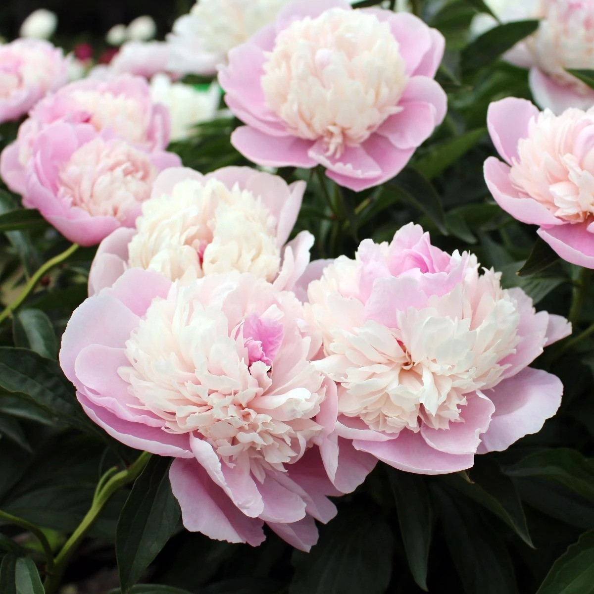 Pivoňka Angel Cheeks - Paeonia - cibuloviny - 1 ks