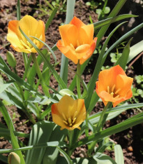 Tulipán Bronze Charm - Tulipa - cibuloviny - 3 ks