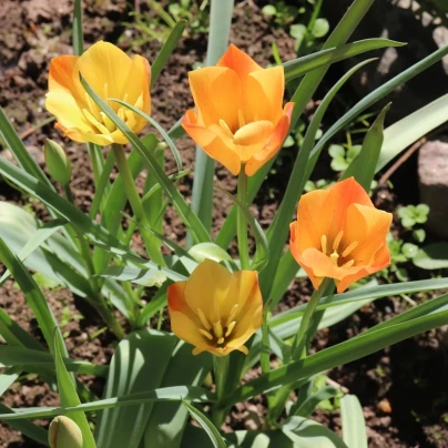 Tulipán Bronze Charm - Tulipa - cibuloviny - 3 ks