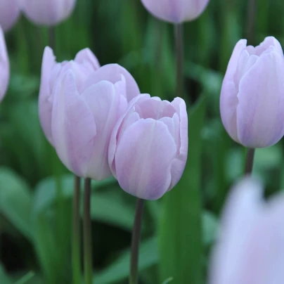 Tulipán Silver Cloud - Tulipa - cibuloviny - 3 ks