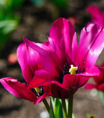 Tulipán Night Club - Tulipa - cibuloviny - 3 ks