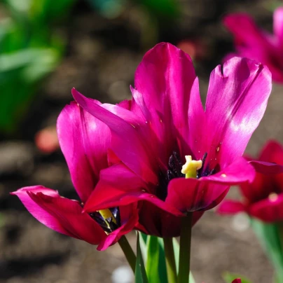 Tulipán Night Club - Tulipa - cibuloviny - 3 ks