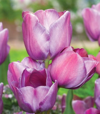 Tulipán Blue Heaven - Tulipa - cibuloviny - 3 ks