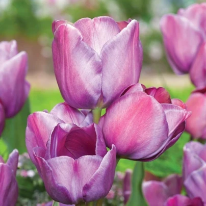 Tulipán Blue Heaven - Tulipa - cibuloviny - 3 ks